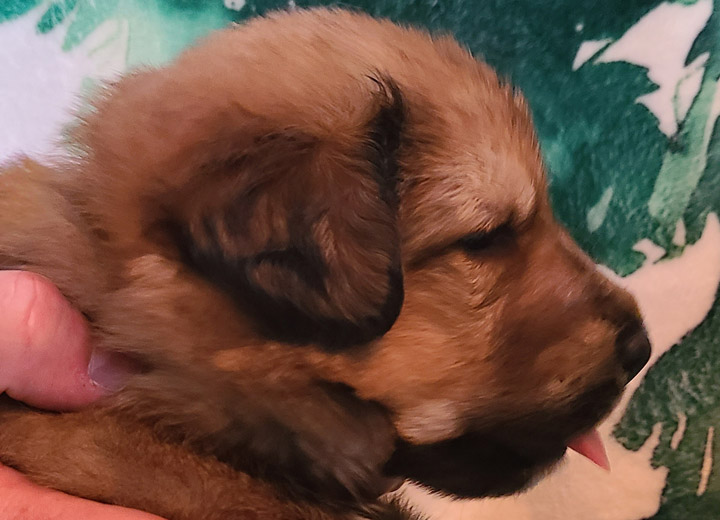 chinook puppy